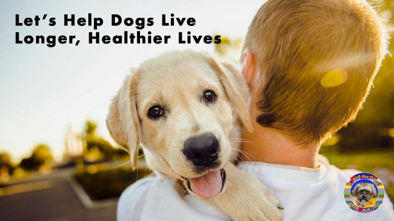 Let’s Help Dogs Live Longer, Healthier Lives