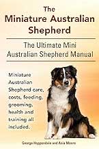 Miniature Australian Shepherd