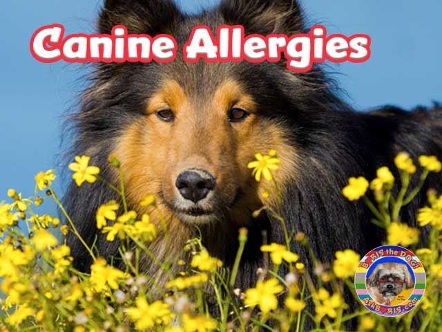 Canine Allergies at Ask Boris the Dog Website