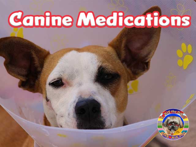 Canine Medications & Supplies at Ask Boris the Dog Website