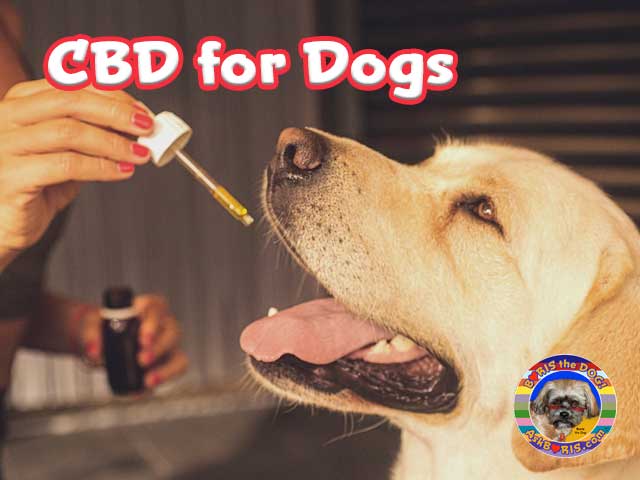 CBD for Dogs at Ask Boris the Dog Website