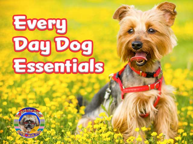 Every Day Dog Essentials