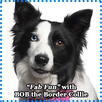 Fab Fun with Bob the Border Collie - Dog Toys for Outdoor Fun
