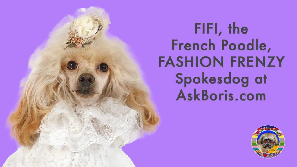 Fifi French Poodle Fashion Frenzy Spokesdog