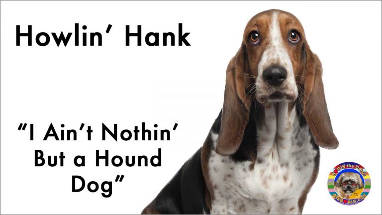 “I Ain’t Nothin’ But A Hound Dog” Singing Dog Video