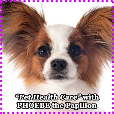 Pet Insurance and Health Care with Phoebe the Papillon