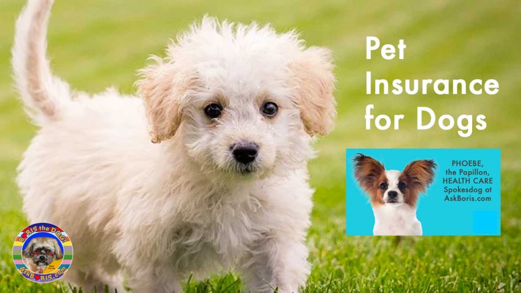 Pet Insurance for Dogs at the Ask Boris Website