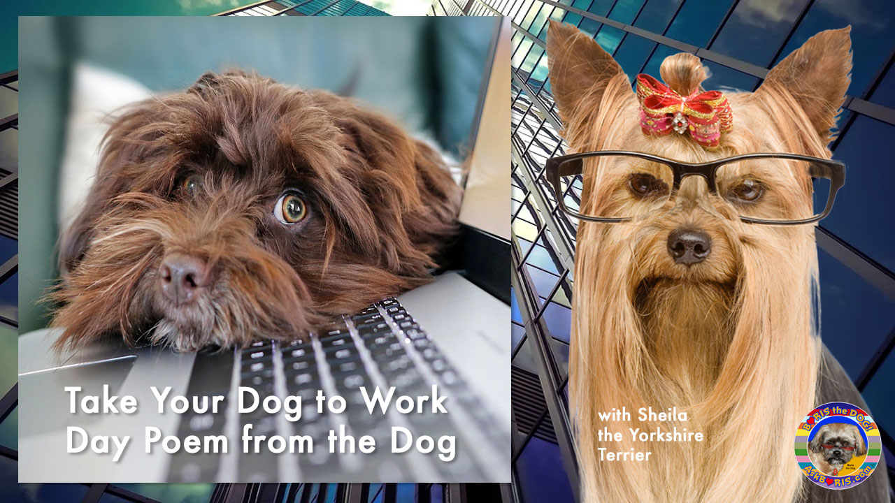 Take Your Dog to Work Day Poem at Ask Boris