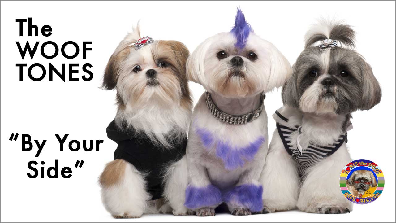 Woof Tones Shih Tzu Trio Singing By Your Side at Ask Boris