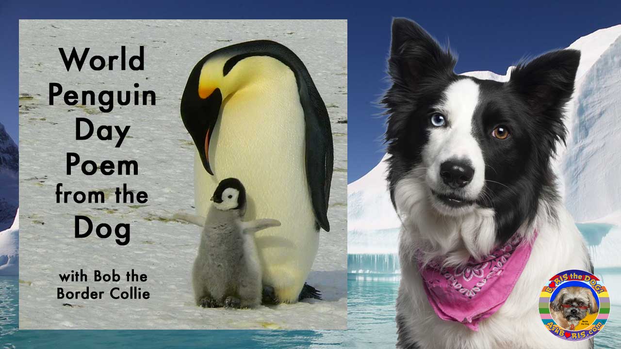 World Penguin Day Poem from the Dog at Ask Boris