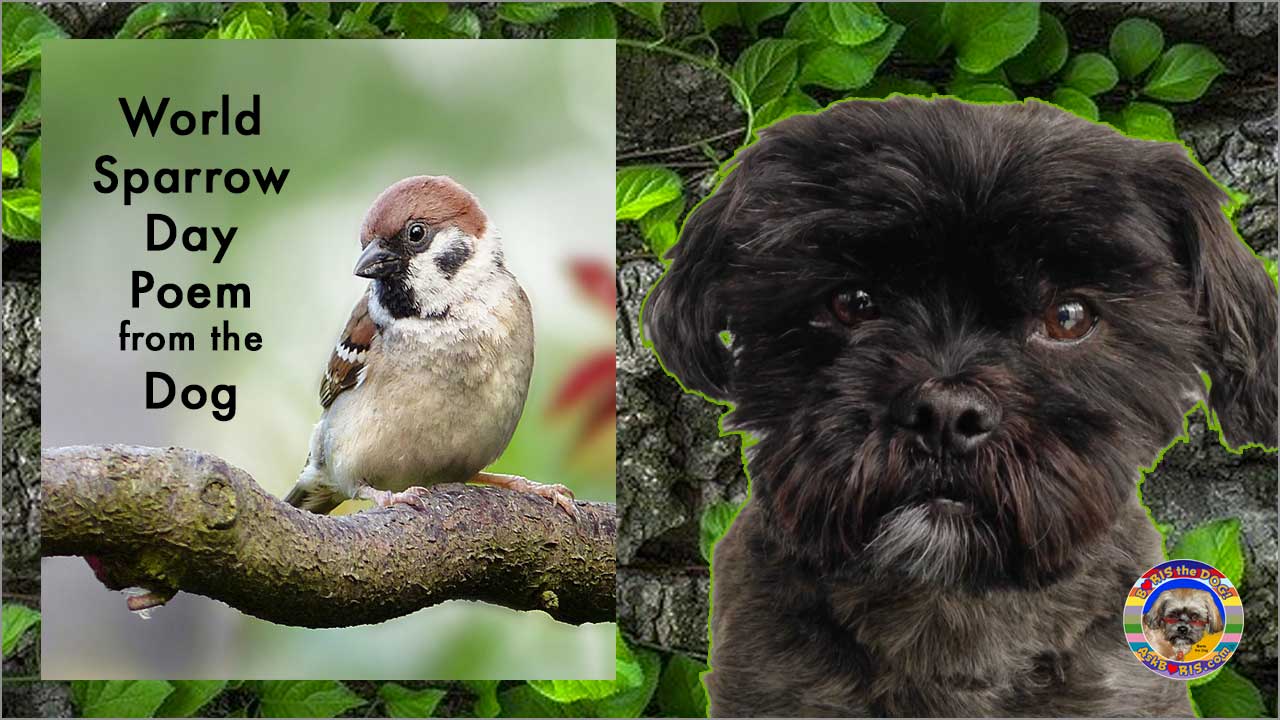 World Sparrow Day from the Dog Poem Video at Ask Boris