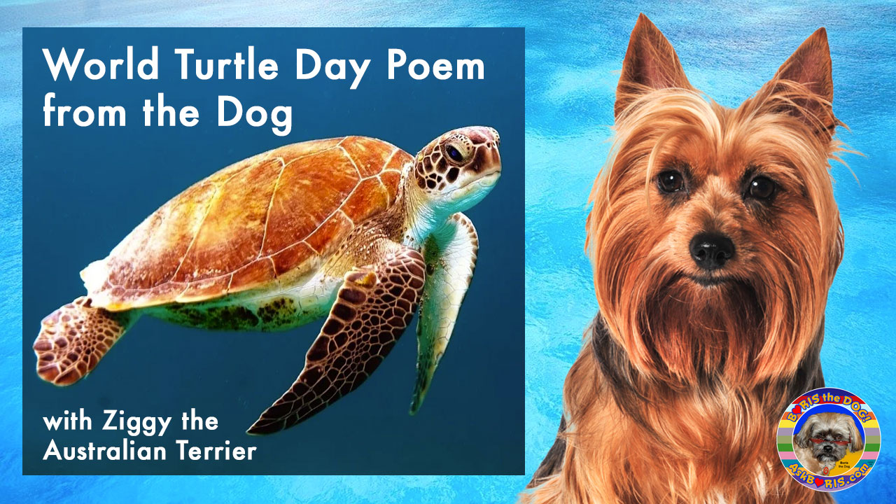 World Turtle Day at Ask Boris the Dog Website